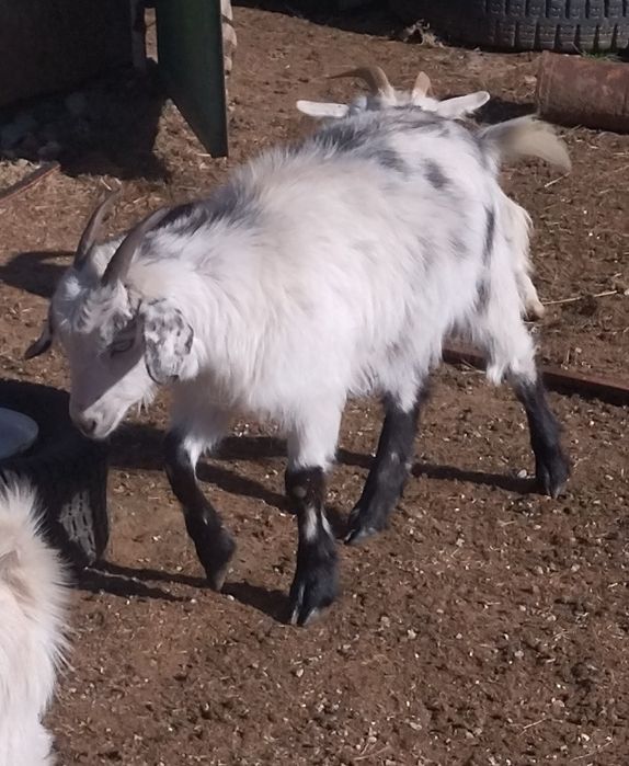 10 кози и 1 мъж запас