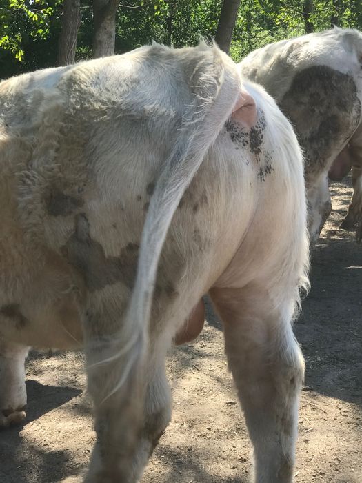 Taur cahrolaise