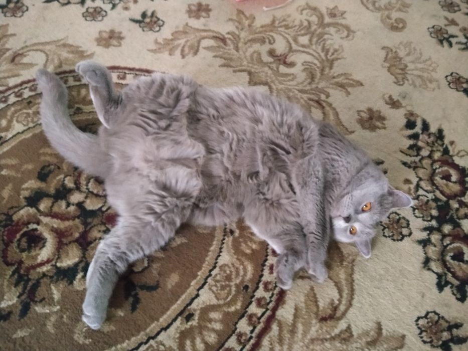 Отдам даров кошек