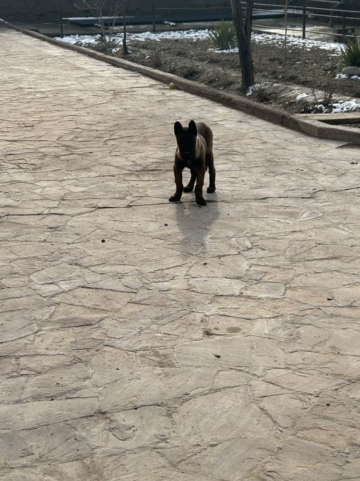 Белгейски овчарка