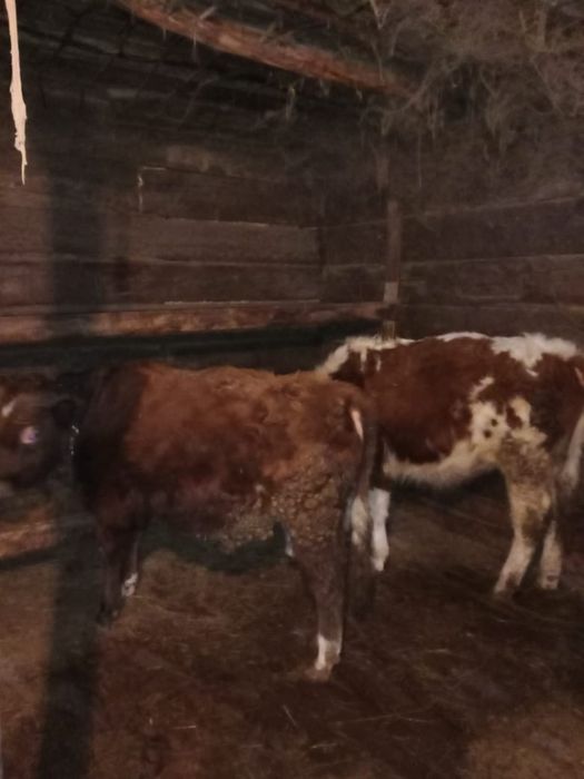 Семіз баспақтар сатылады