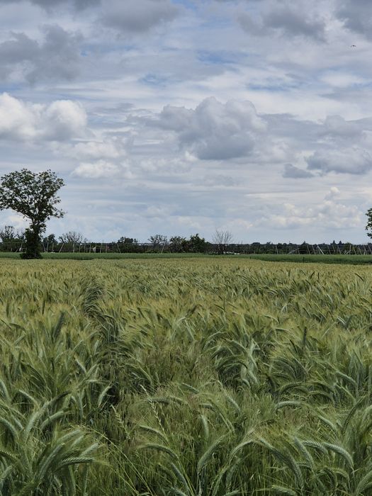 Vand teren Copaceni Ilfov