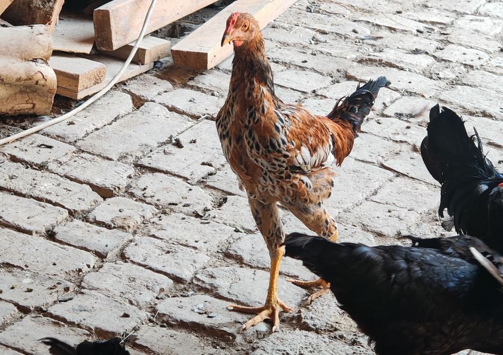 Joja horozlar dotiladi,жужа хурозлар сотилади