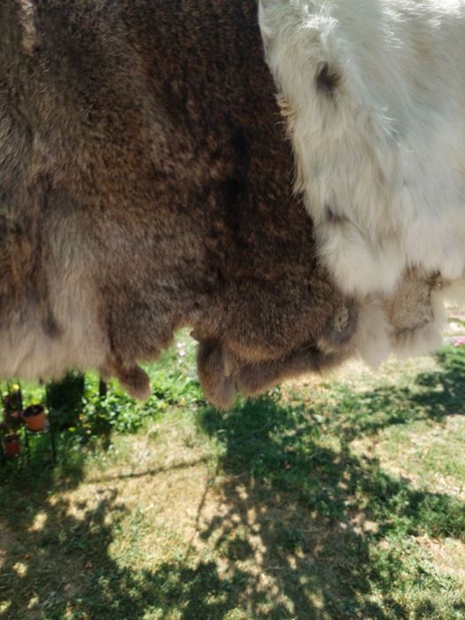 Заешки кожи обработени