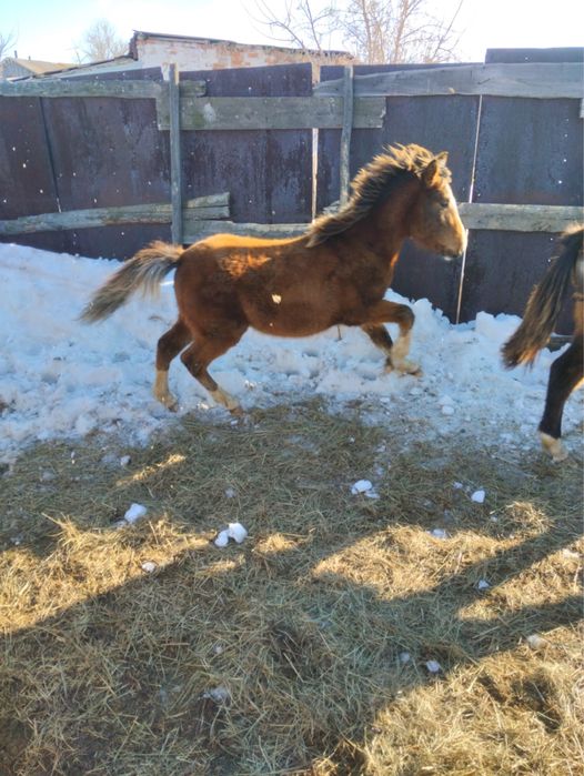 Продам лощадей 800тысяч за двоих