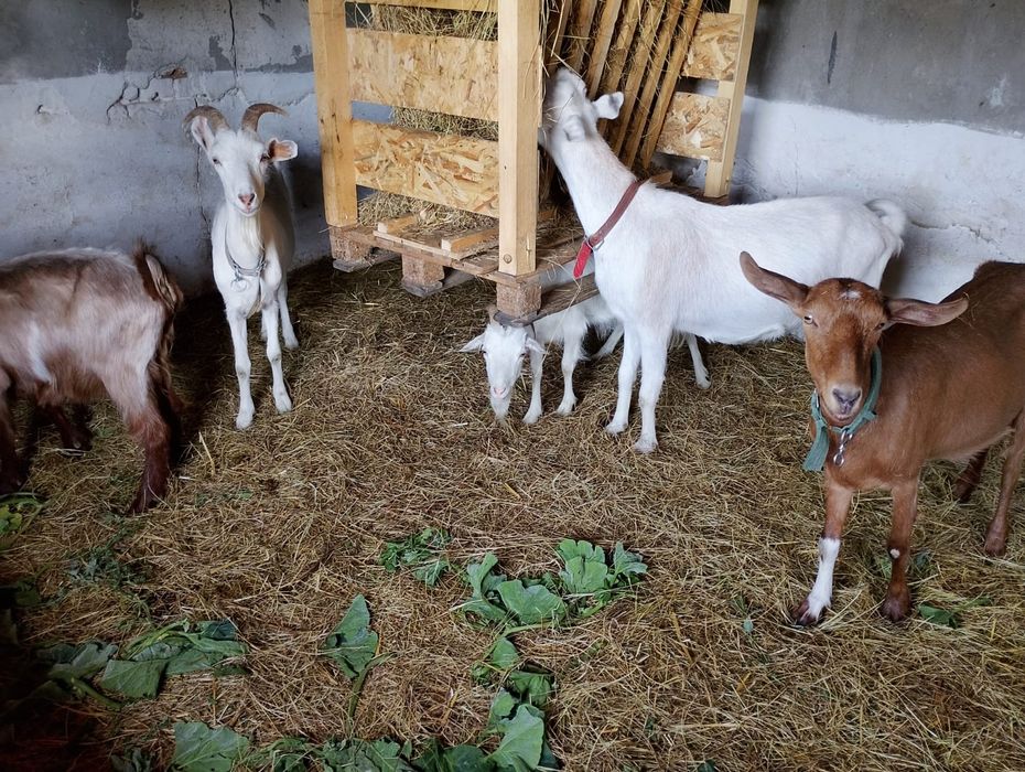 5 бременни кози / Козите