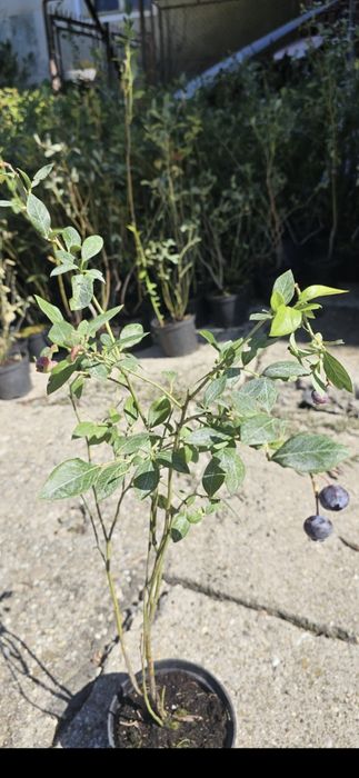 Nuci Chandler Paulownia Ciresi Visin Afin Trandafiri Aluni Pruni>RO UE