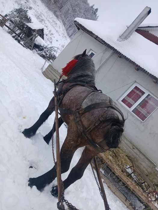 Armăsar de vânzare