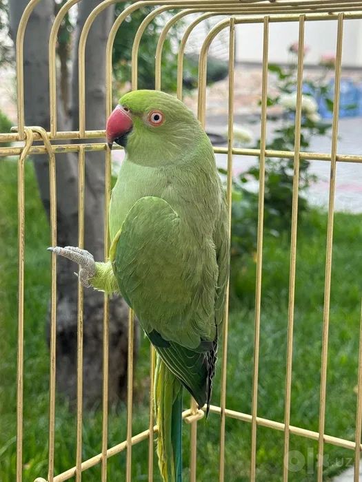 papugay tuti qush