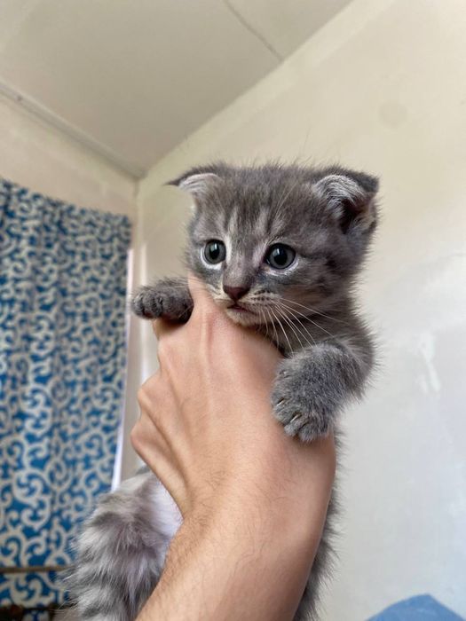Породистый кошки 1.5 месяцев