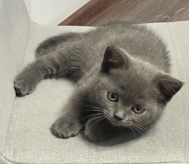 Котята Британские