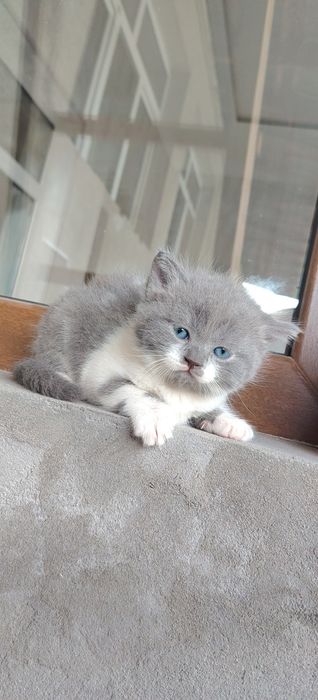 Котята  мама британка. Папа выслоухие
