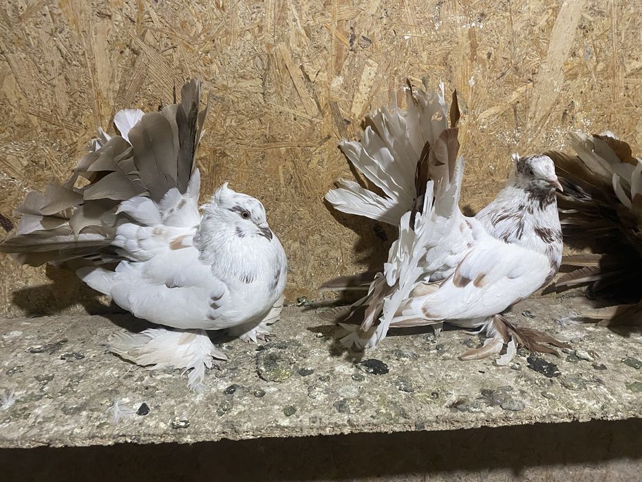 Voltati indieni diferite culori