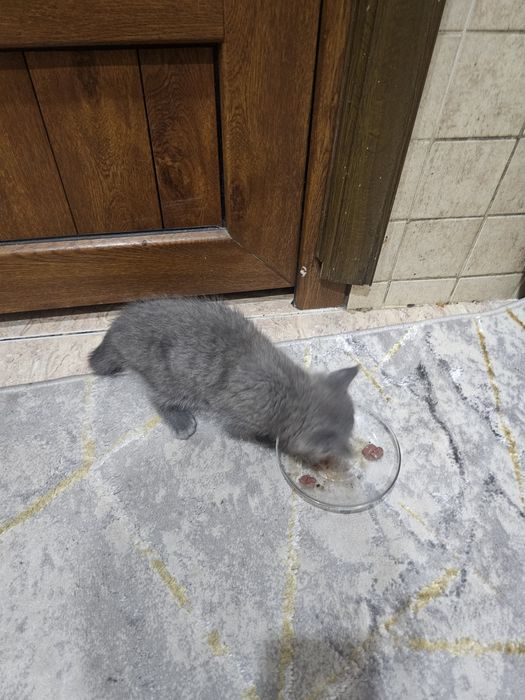 Котенок в хорошие руки