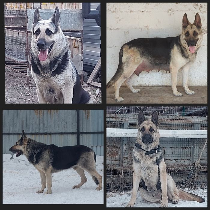 Щенки Восточноевропейской овчарки