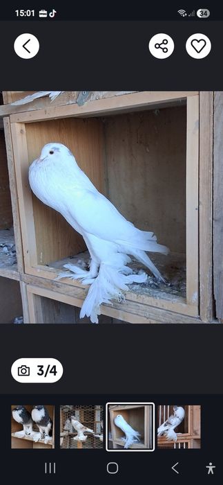 Vand gusati si volga