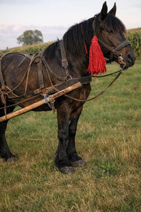 Iapă de vânzare accept SI schimburi