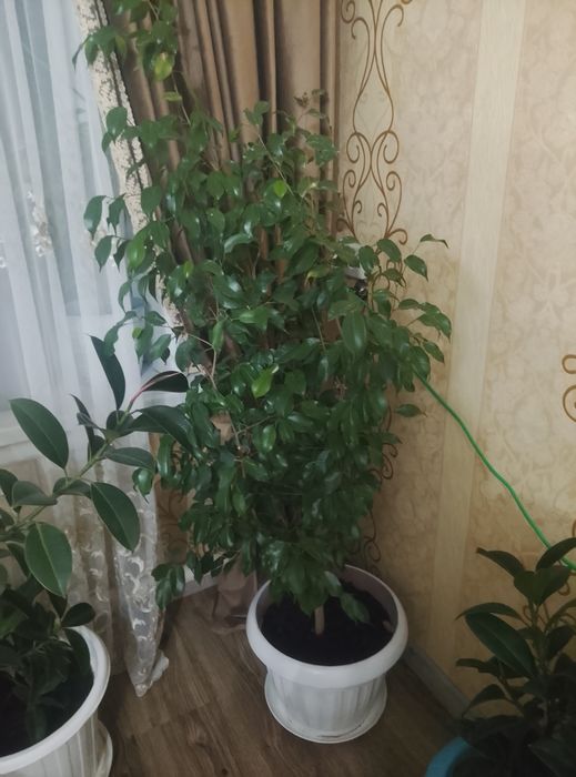 Фикус Бенджамина