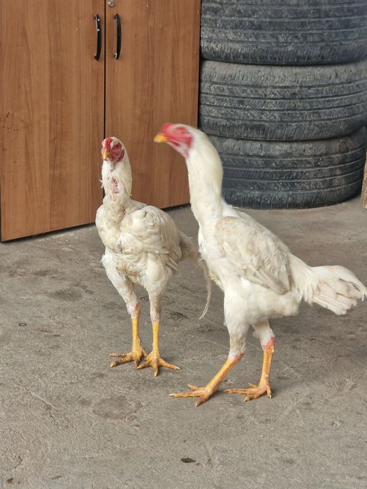 Петух  дакан белый