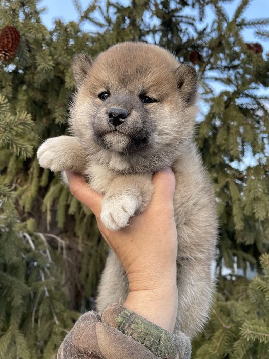 Японские сибы,щенки