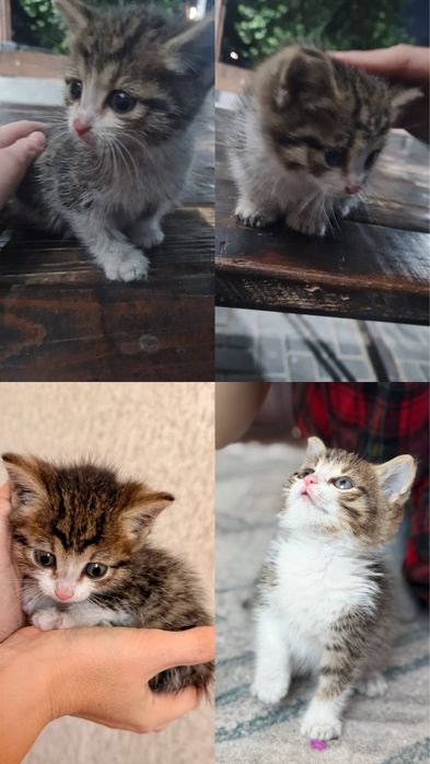 Отдам котенка в добрые руки