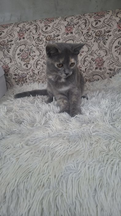 Отдам кошечку в добрые руки!