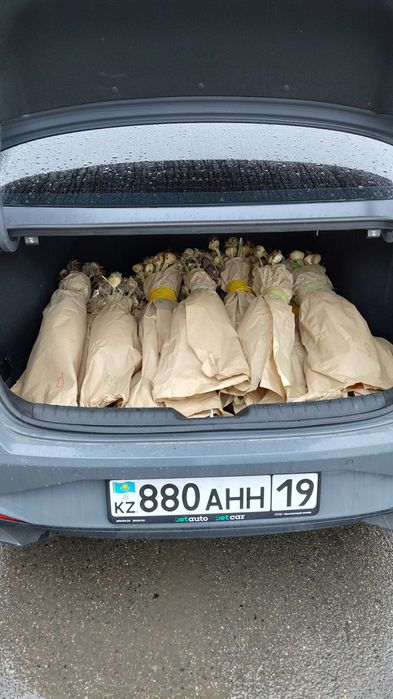 тюльпаны в розницу по 500