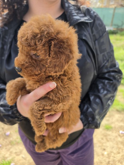 Той пудел Toy Poodle