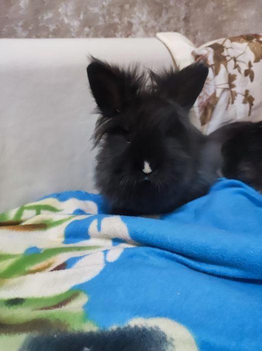 Продам карликовых кроликов