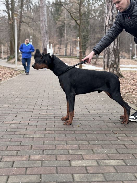 Cățeluș Doberman de 13 luni cu pedigree