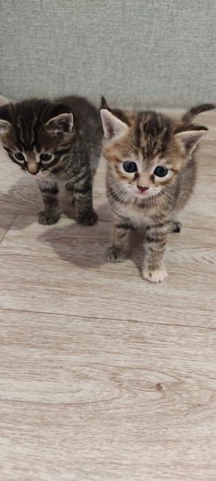 Продам котят. Две девочки и два мальчика