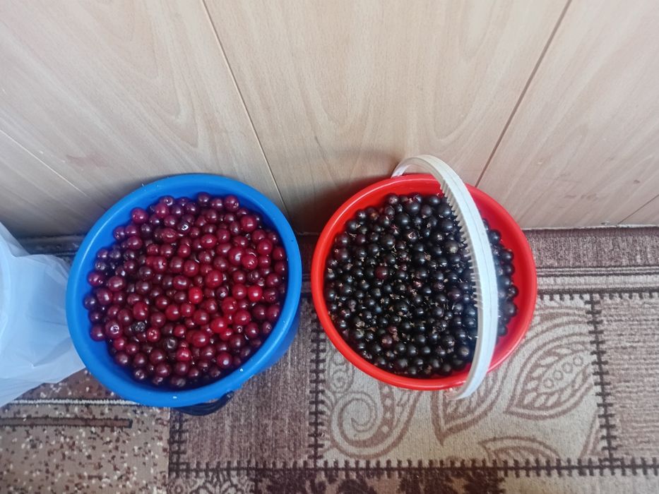 Продам чёрную смородину