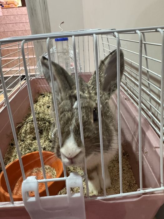 Продам милого кролика