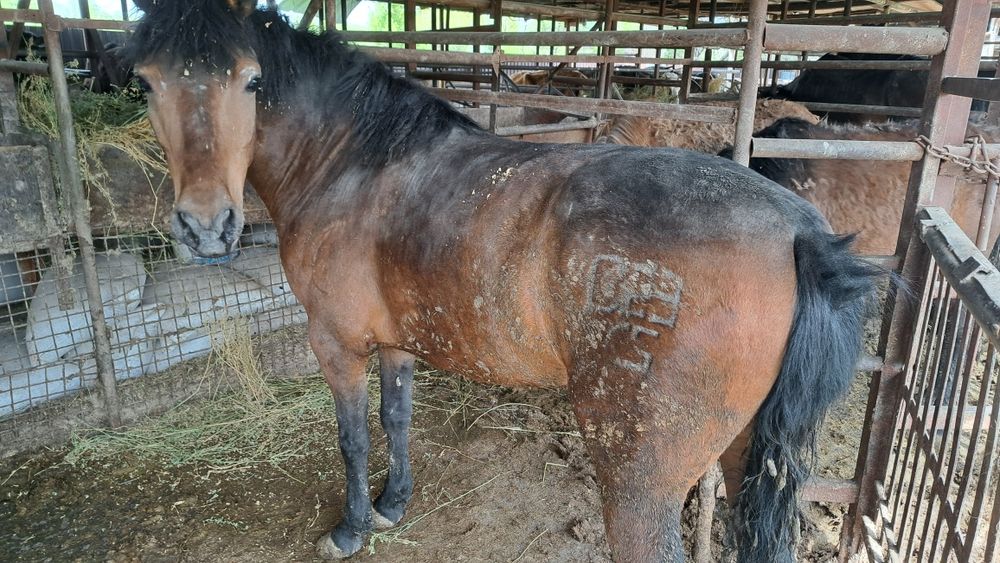 Жас бала контырады