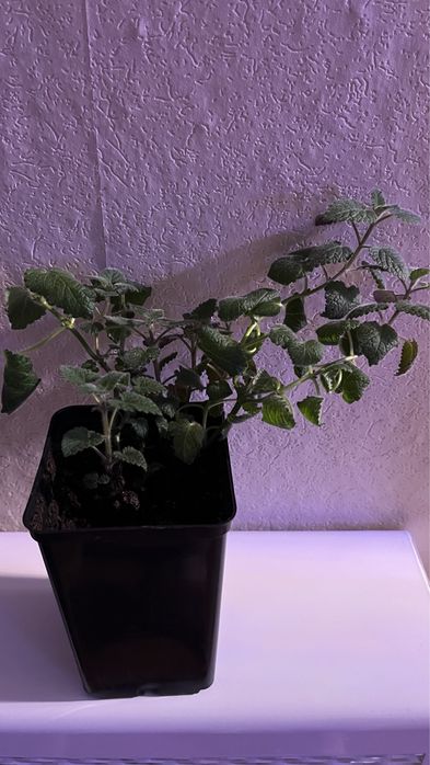 Цветок мята «Мелиса»