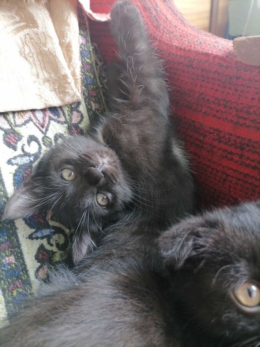 Замурррчательные котята ^. ^
