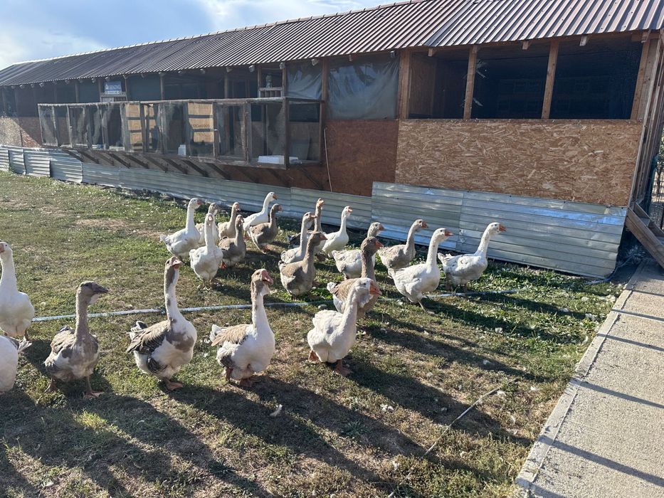Gâște Holmogor Toulouse
