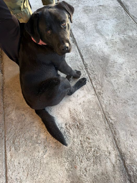 Продам лабрадора  40 000тг.