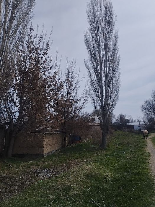 Бесплатно три дерева