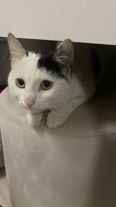 Кот продаётся в хорошие руки