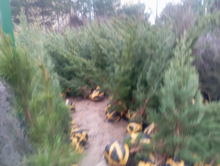 Продаётся ёлки сосна