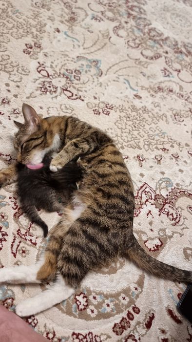 Отдам котят в хорошие руки