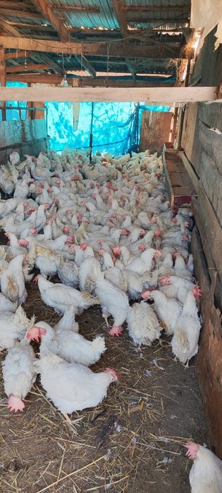 Куры несушки легерн