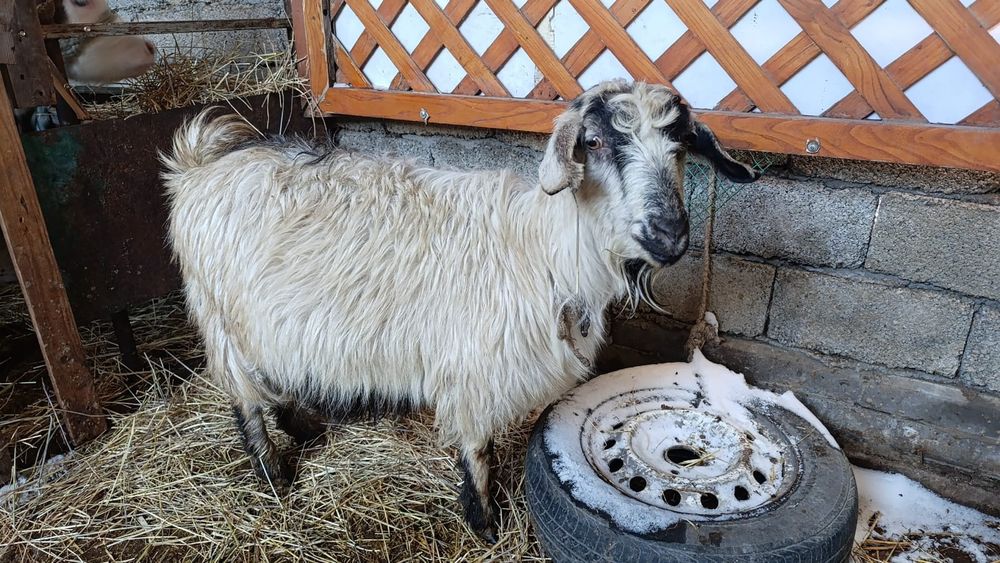 Продоются козы и козлята