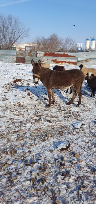 Есек сатамын продам осла