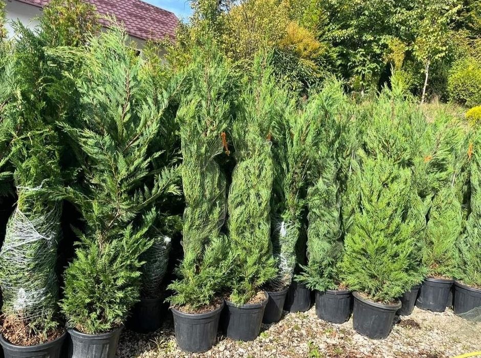 Tuia smaragd și leylandii la 2.3m - 2.5m/ oferim livrare și plantare
