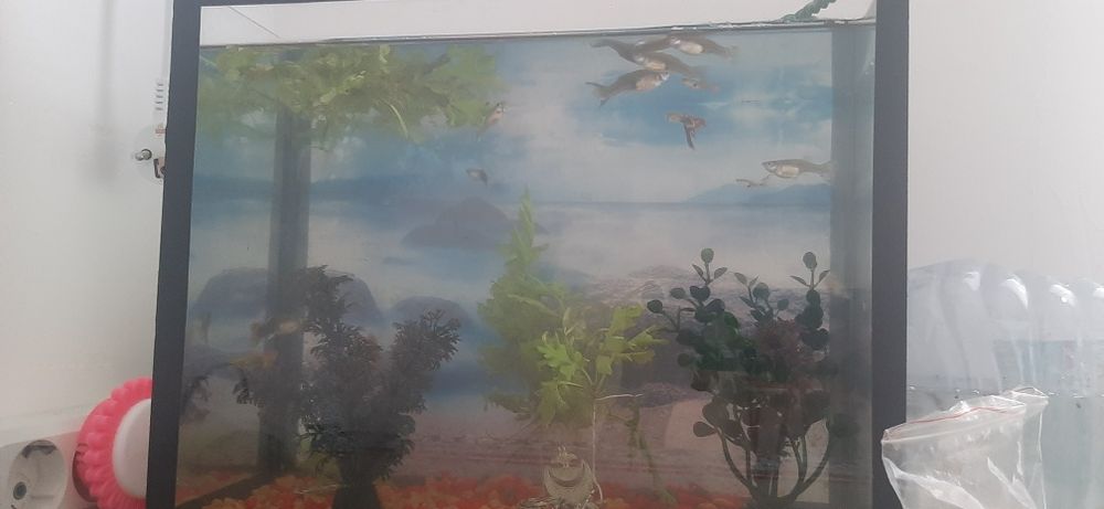 Рыбы разные продаётся