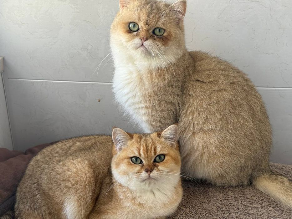 Кот для вязки британский золотистая шиншилла