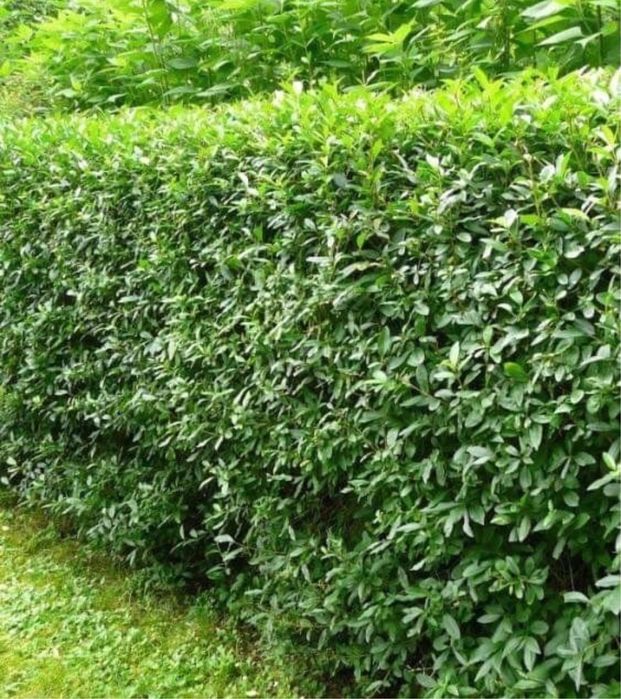 Gard Viu Ligustrum / Lemn Cainesc / Carpen