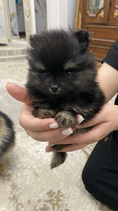 Продам памеранского шпица